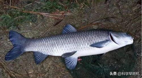 青鱼视频国产3,探索青春光影下的情感世界